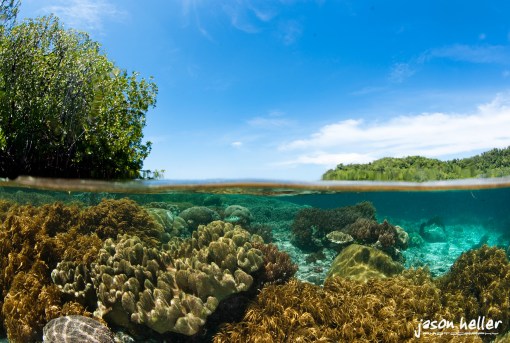 © Jason Heller - Raja Ampat