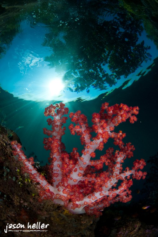 © Jason Heller Photography