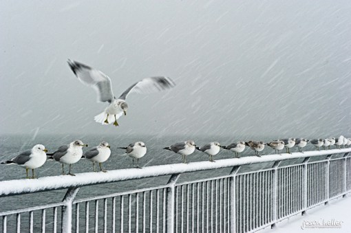 Seagulls in the Snow