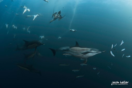 Action at the South African Sardine Run 2010