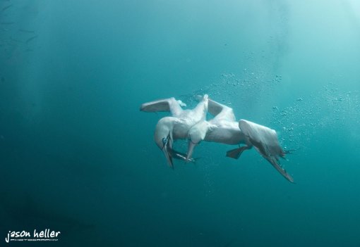 Sardine Run Gannetts