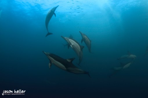 Sardine Run Dolphins