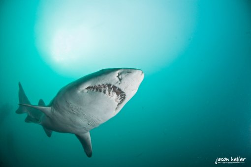Sardine Run Shark