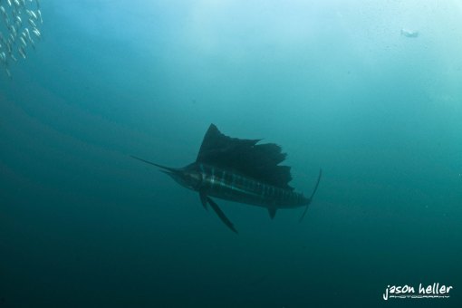 Sardine Run Sailfish