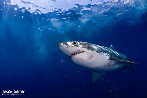 great white shark underwater photography