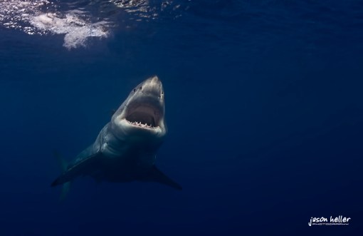 underwater great white shark