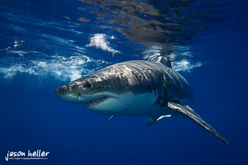 Great white shark underwater