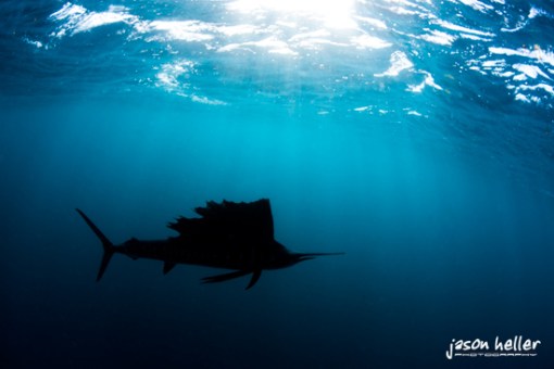 Sailfish silhouette