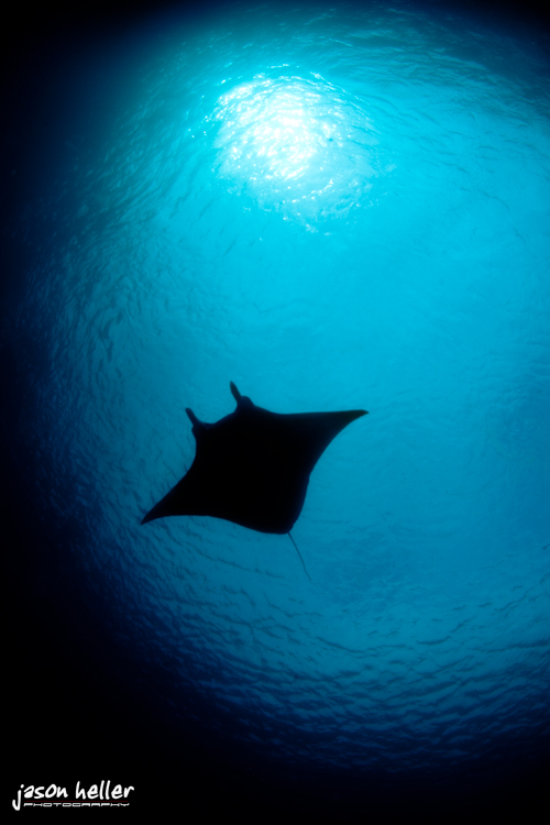 Komodo Manta Ray