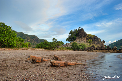 Komodo Dragons