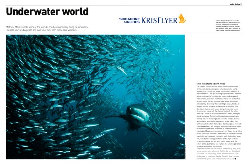 South Africa Sardine Run